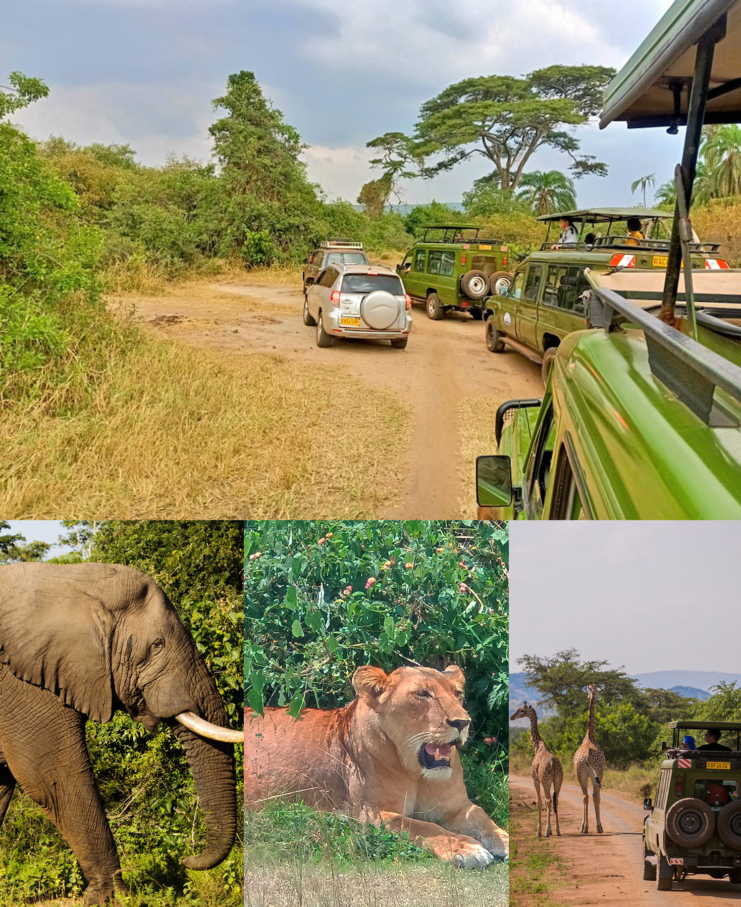 Rwanda safari tours
