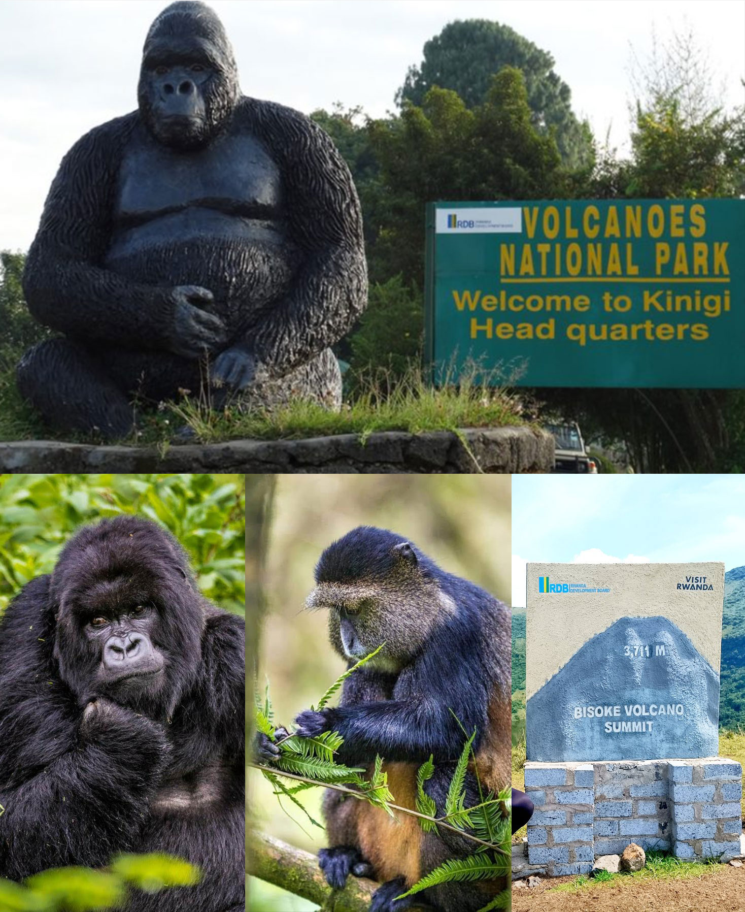 Volcanoes National Park Rwanda